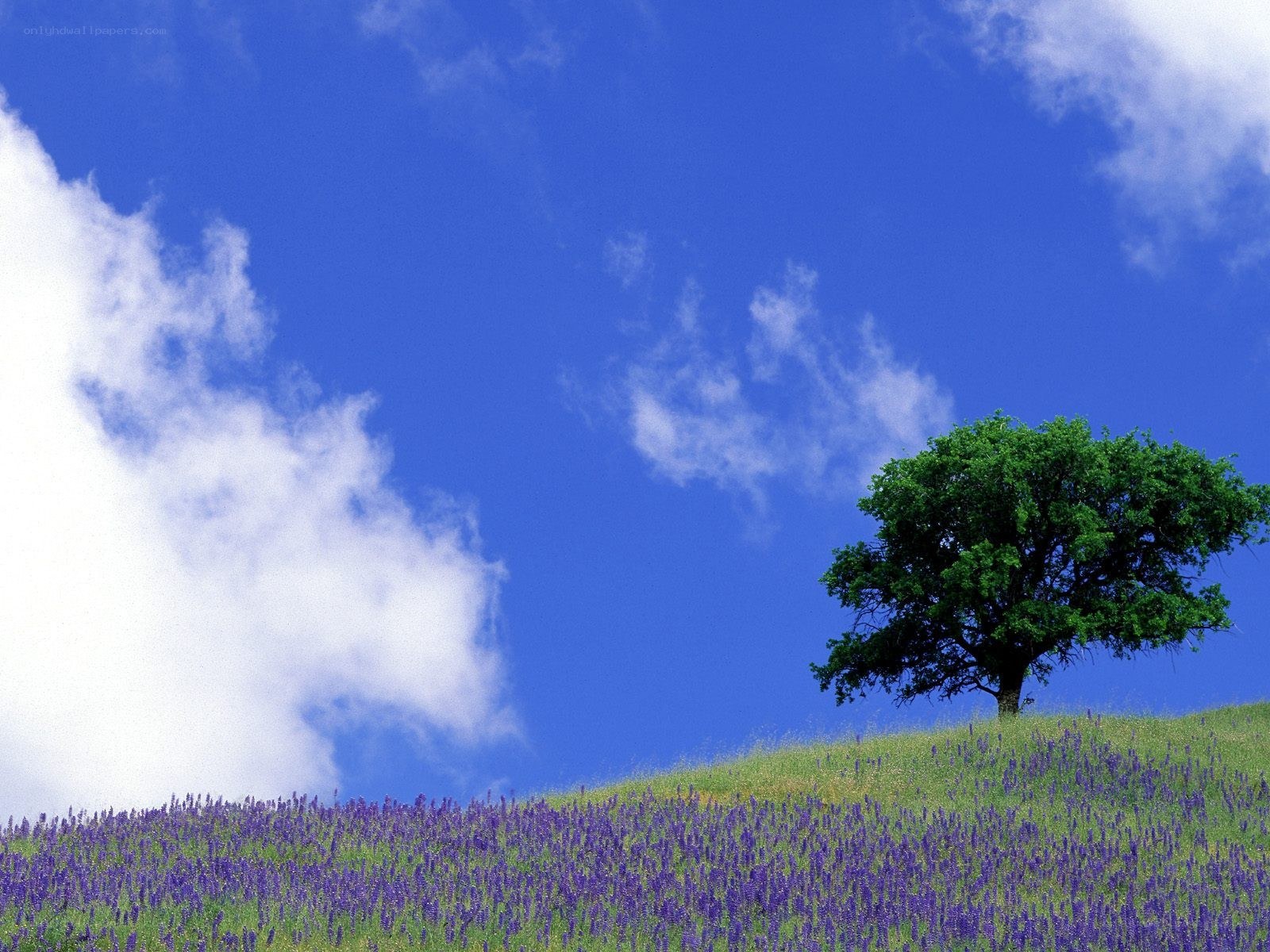 Lone tree on a lavender hill