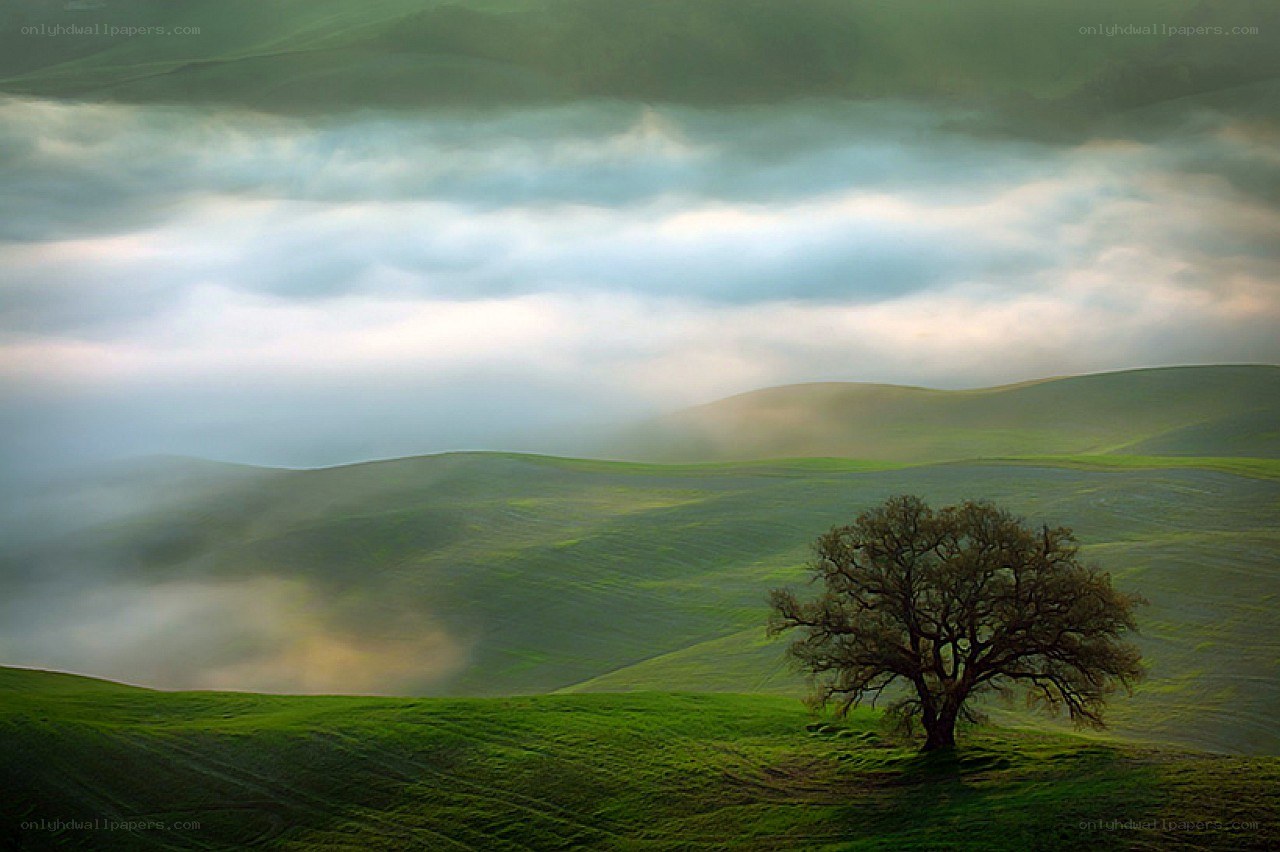 Lone tree on a misty hill