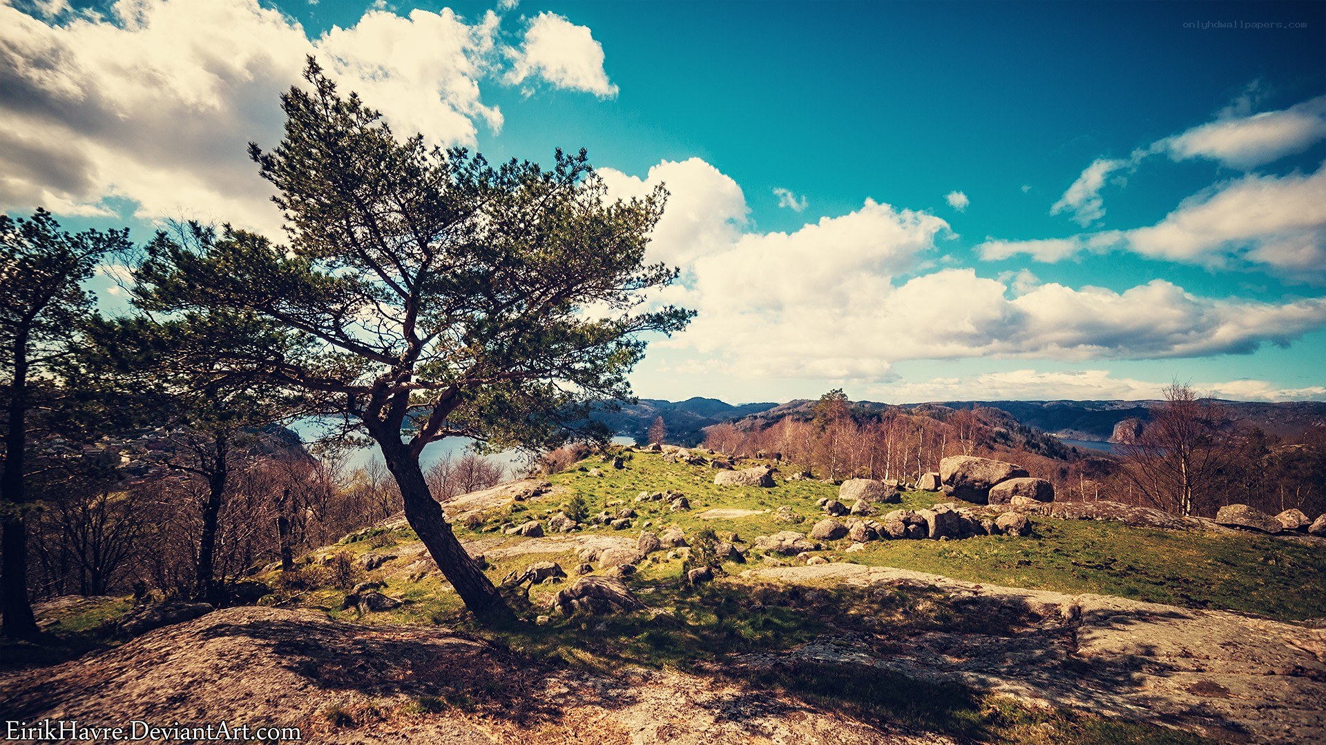 Lone tree on a rocky hill