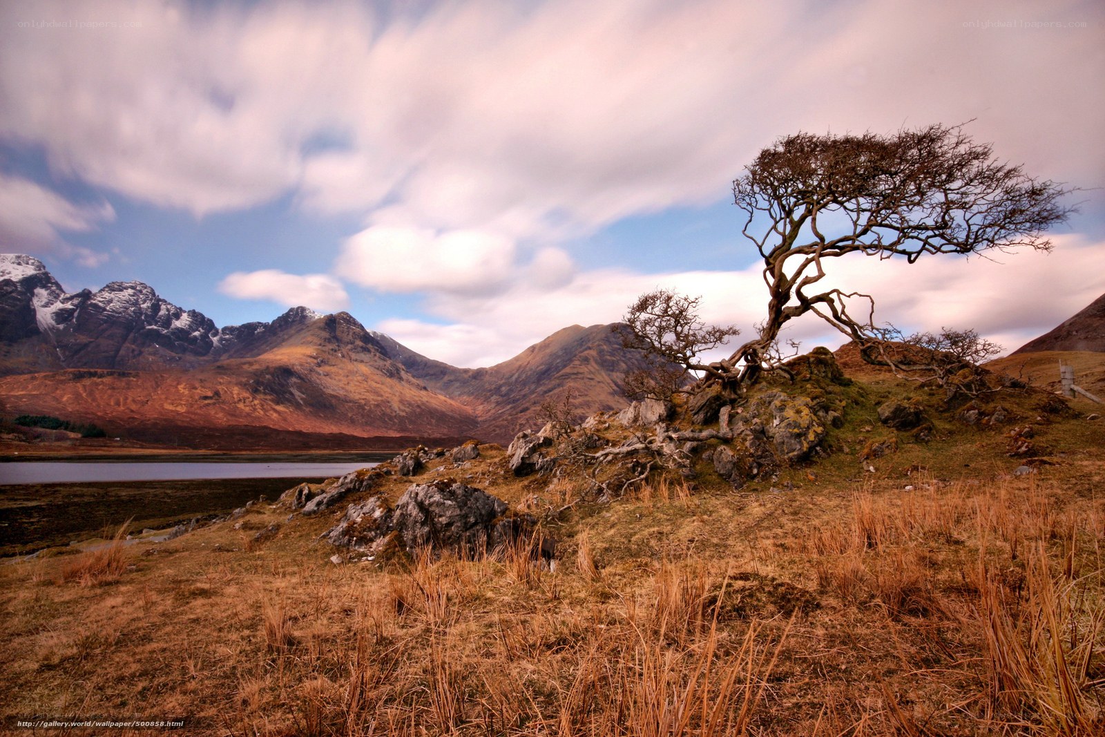 Lone tree on a rocky hillside