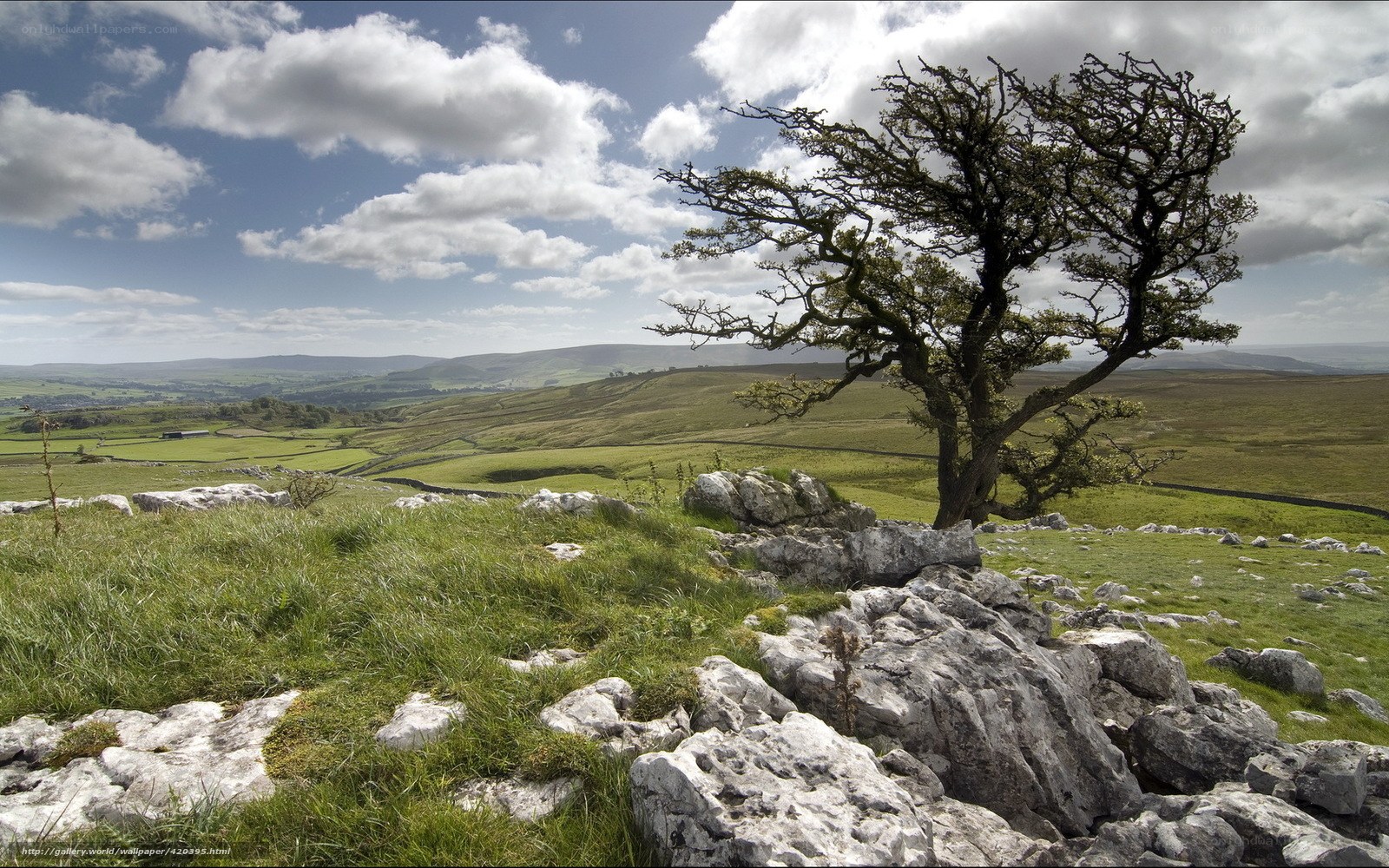 Lone tree on a rocky hillside
