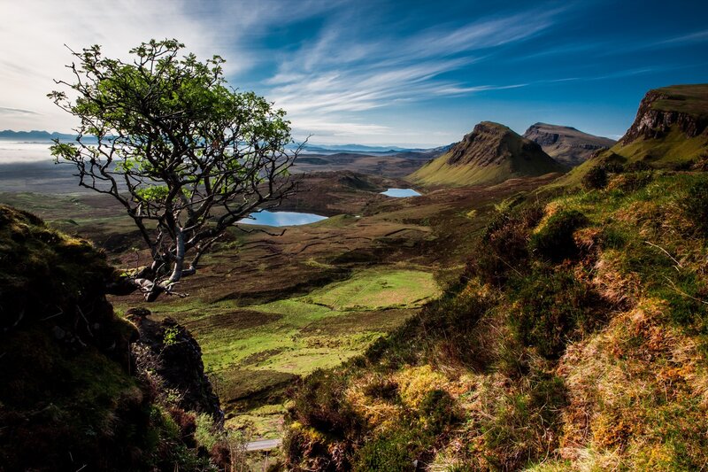 Lone tree on a Scottish hillside