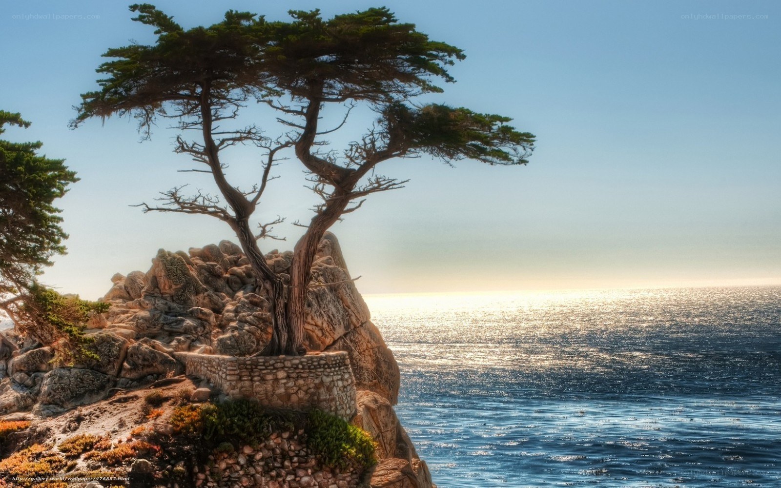 Lone tree on coastal cliff