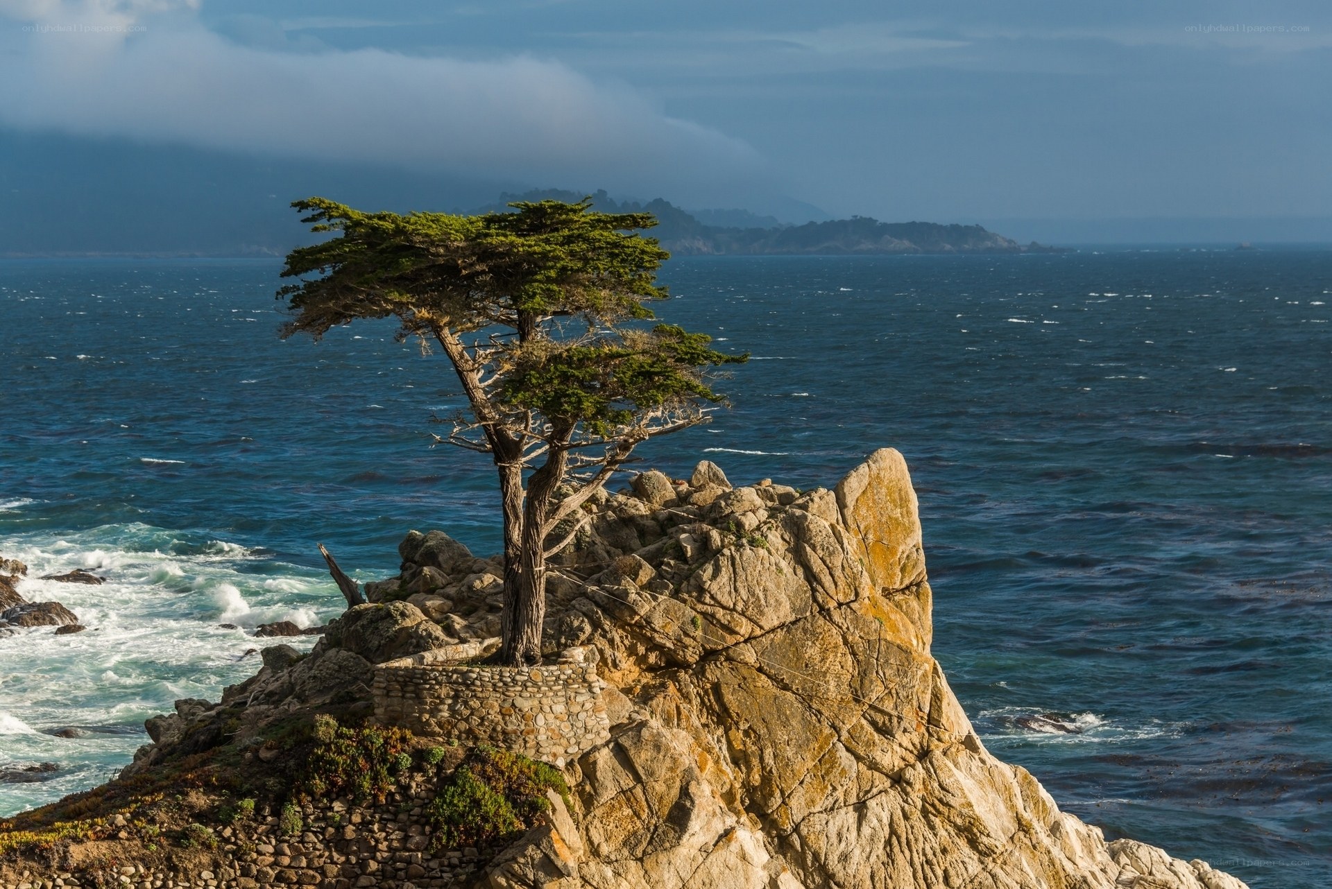 Lone tree on coastal cliff