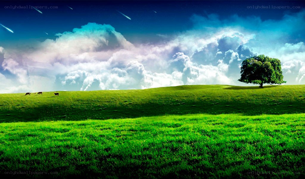 Lone tree on green hill