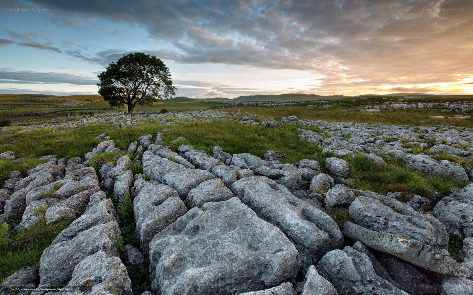 Lone tree on limestone pavement