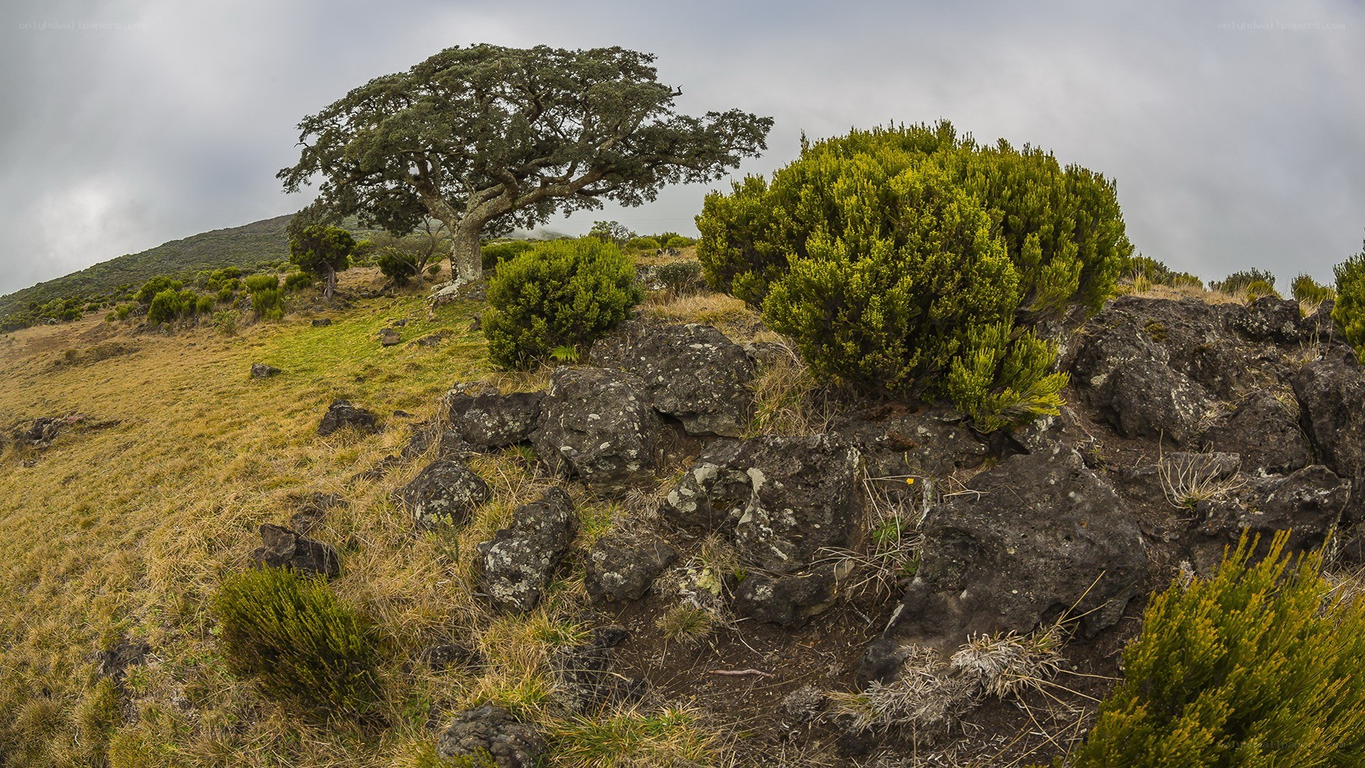 Lone tree on rocky hillside