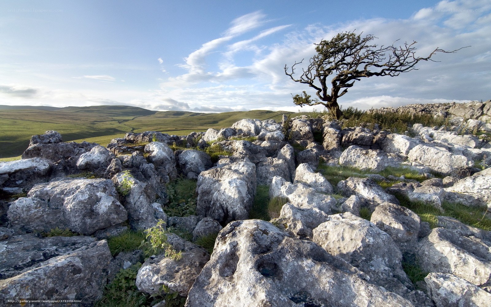 Lone tree on rocky hillside