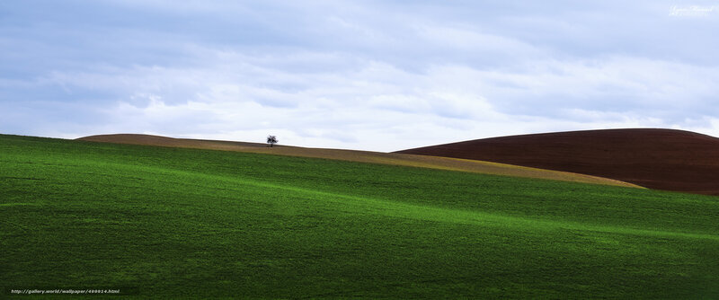 Lone tree on rolling hills