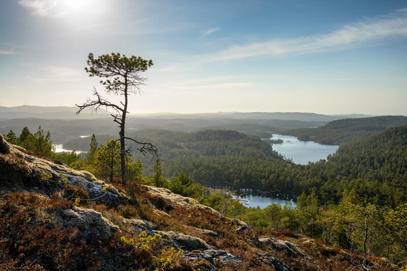 Lone tree overlooking a lake