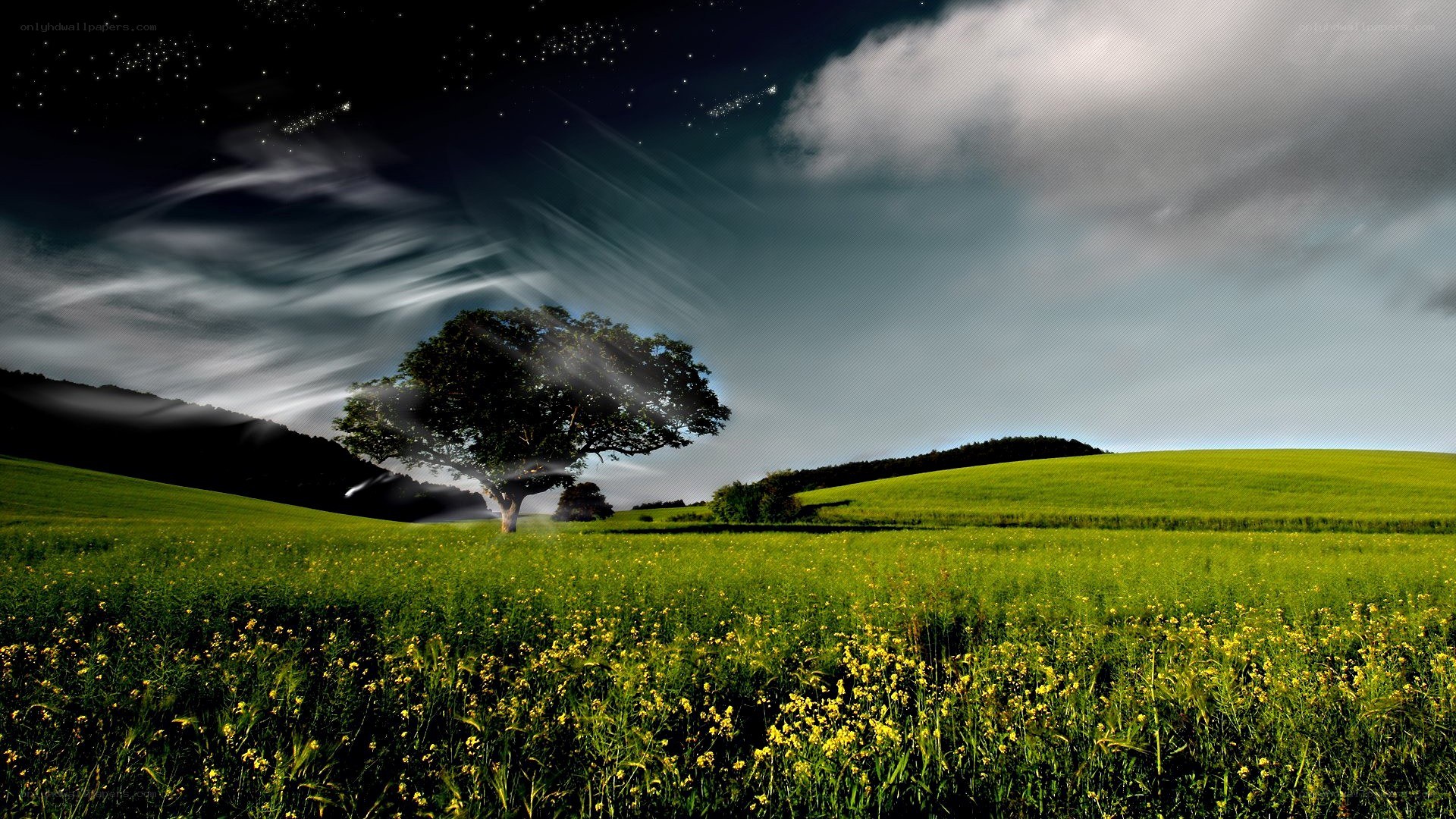 Lone tree under starry sky