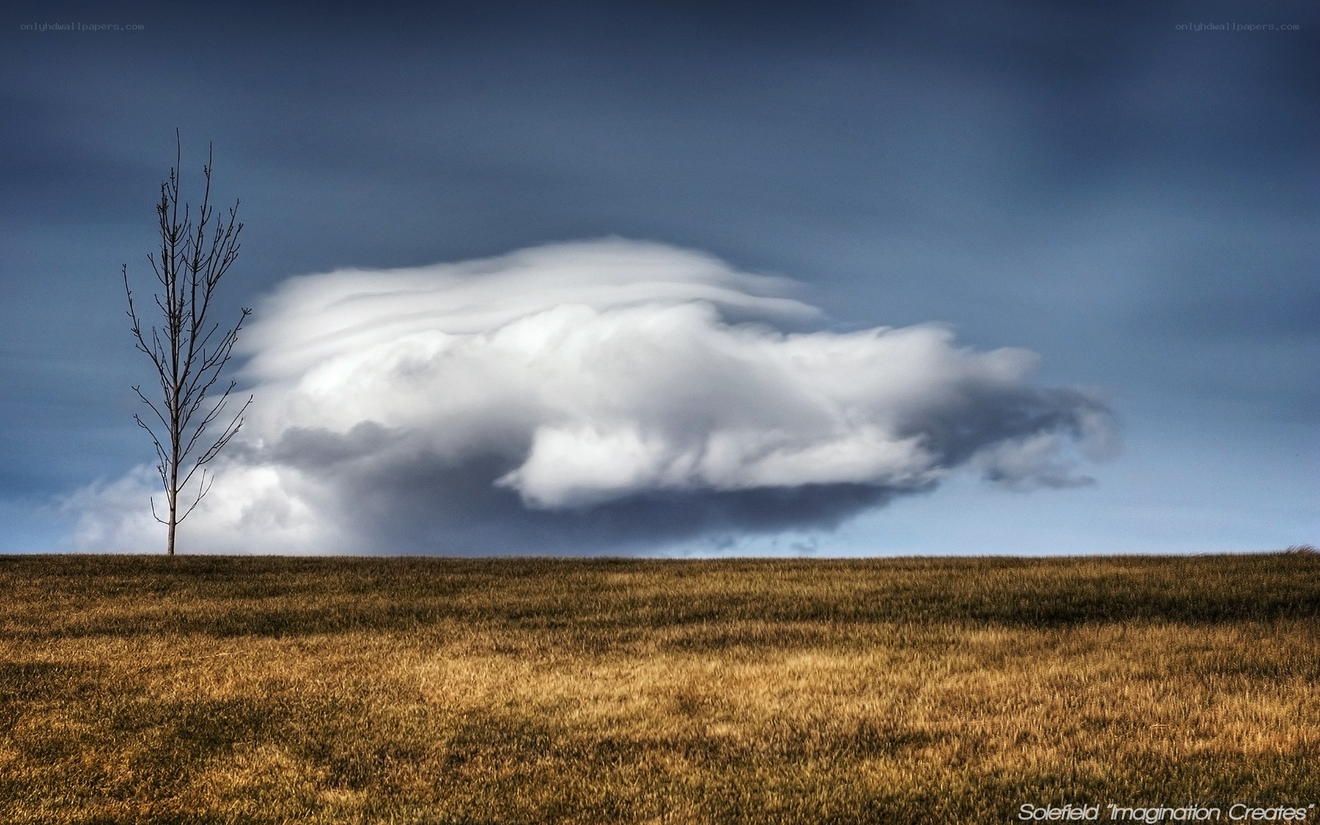Lone tree under storm cloud