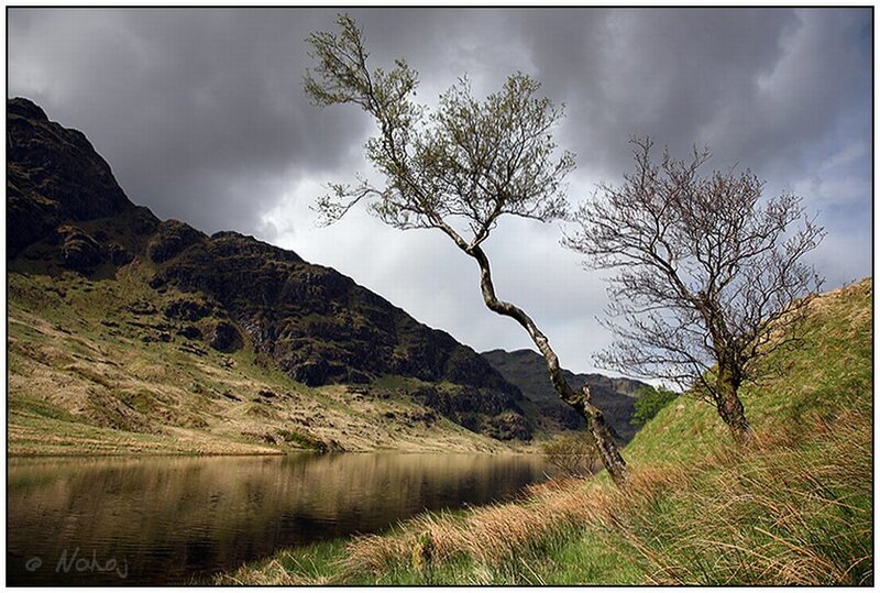 Lone trees by a mountain lake