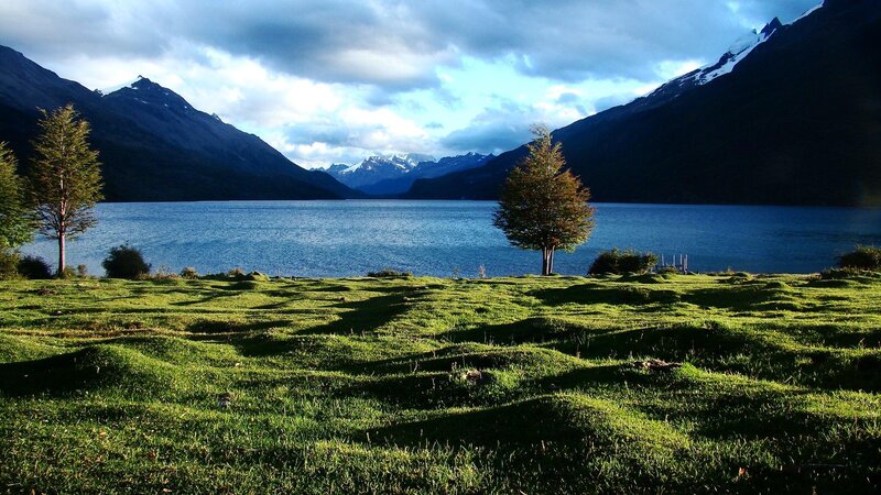 Lone Trees by Lake