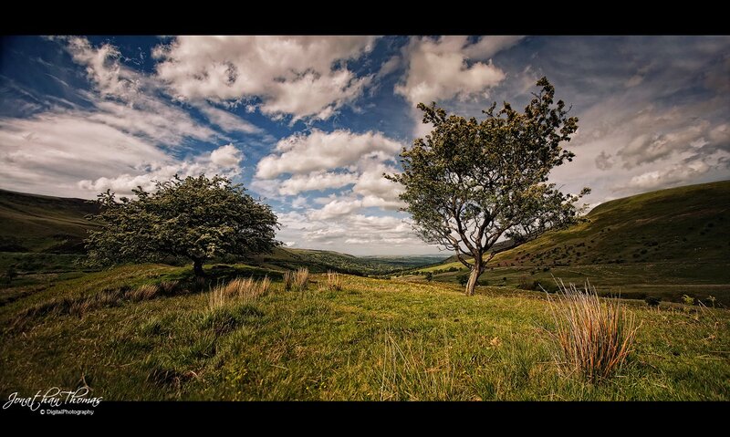 Lone trees on a hillside
