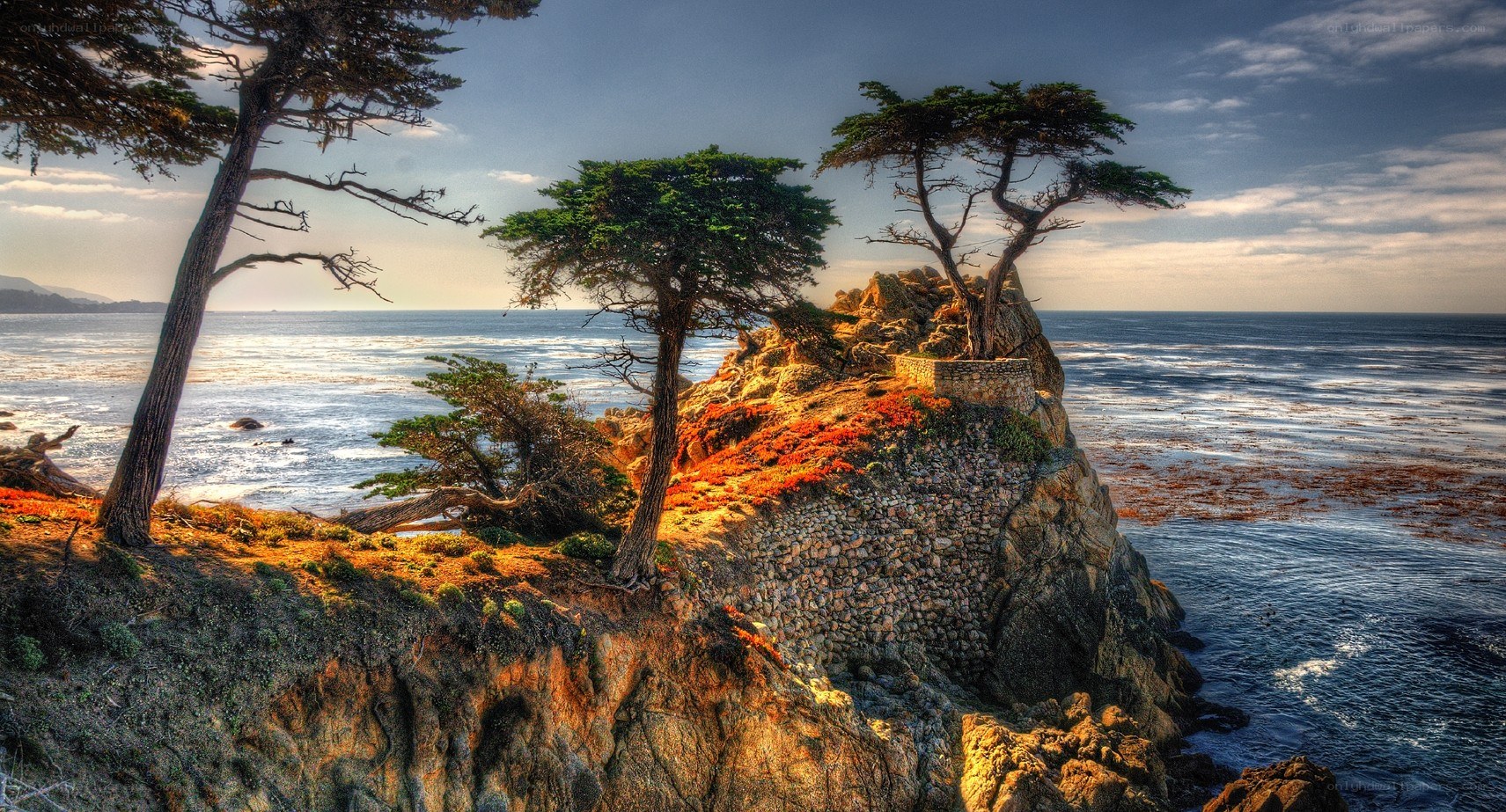 Lone trees on coastal cliff