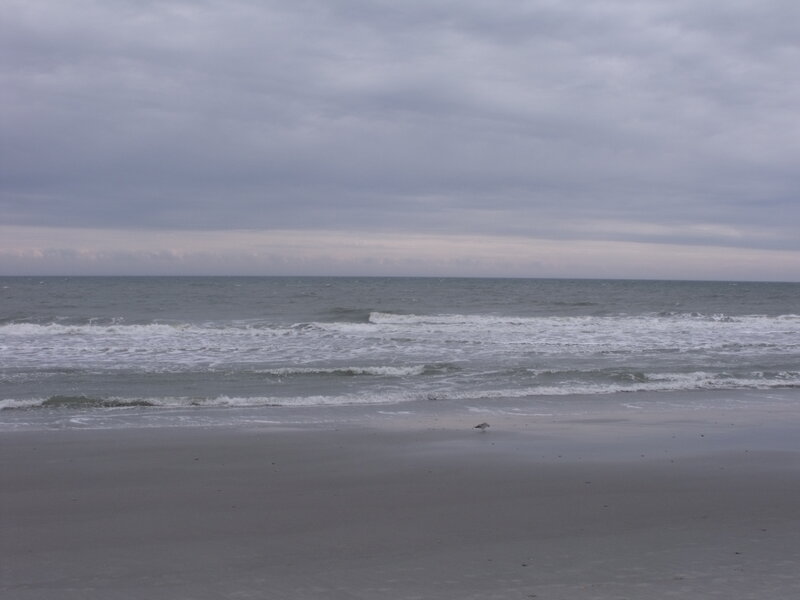 lonely bird on a cloudy beach