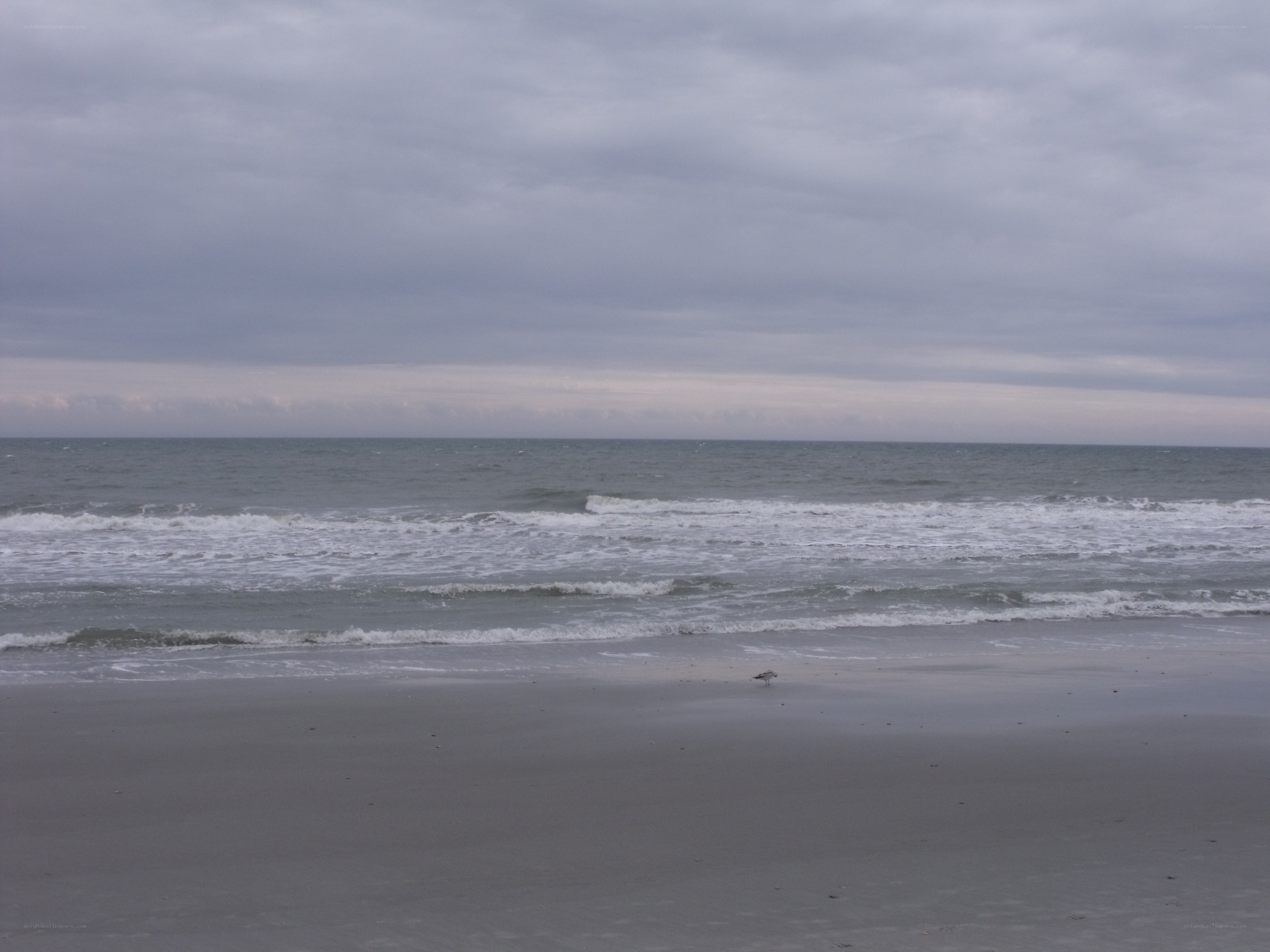lonely bird on a cloudy beach