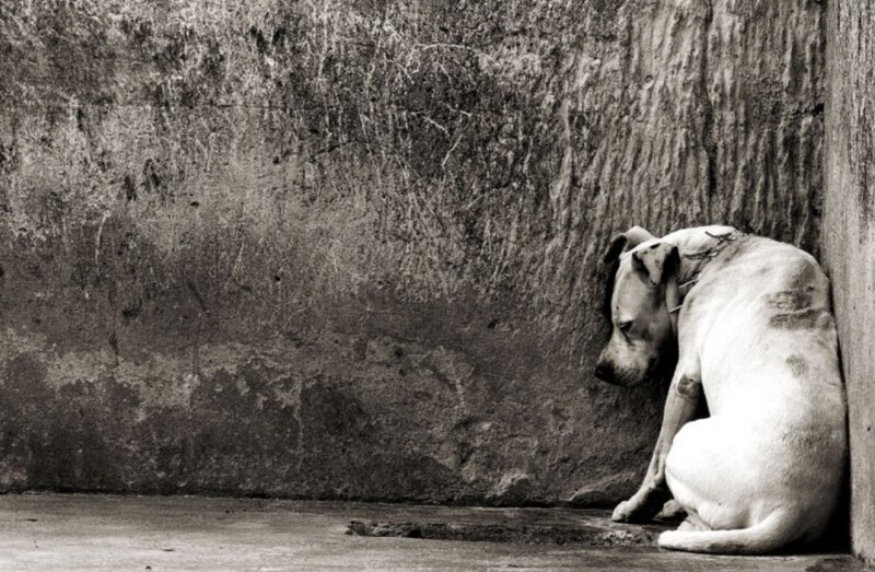 lonely dog in corner