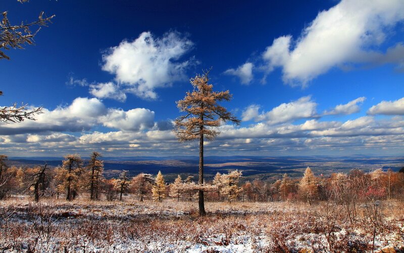 Lonely Larch Tree