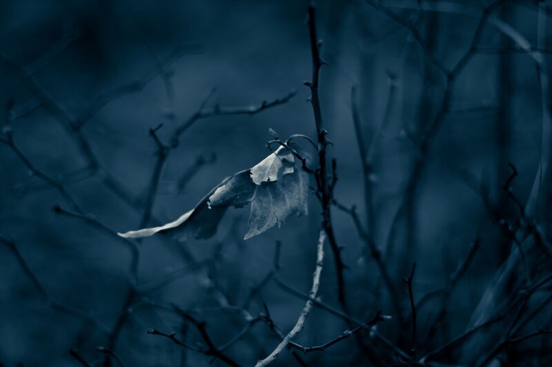 lonely leaf on a branch