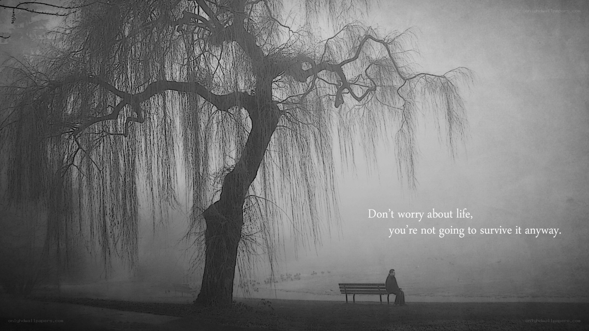 lonely person under willow tree