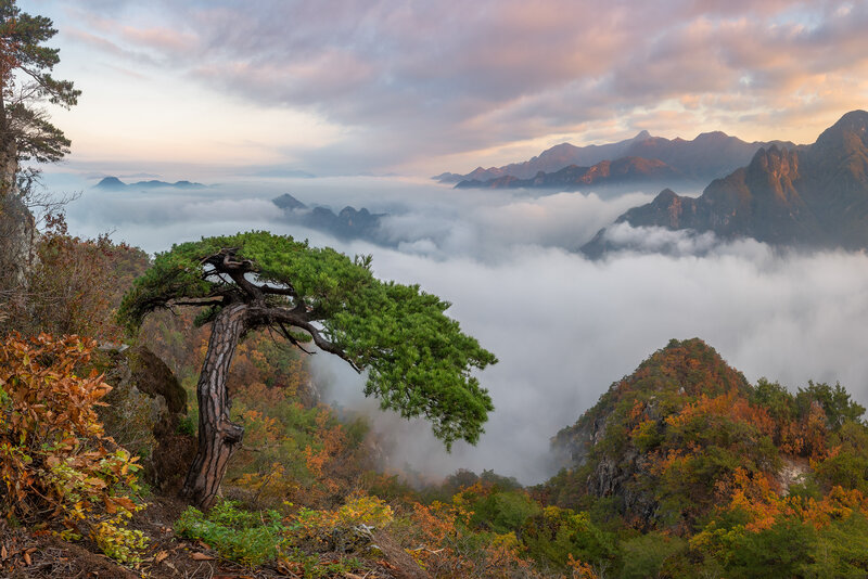 Lonely Pine Tree — Green, Serene
