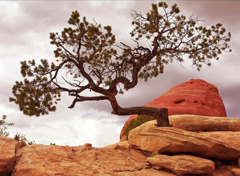Lonely Pine Tree