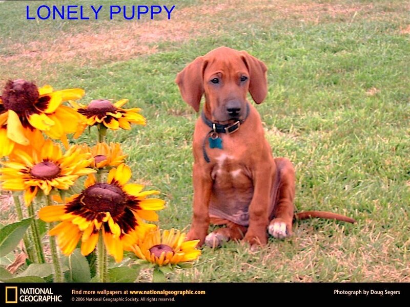 Lonely puppy with sunflowers