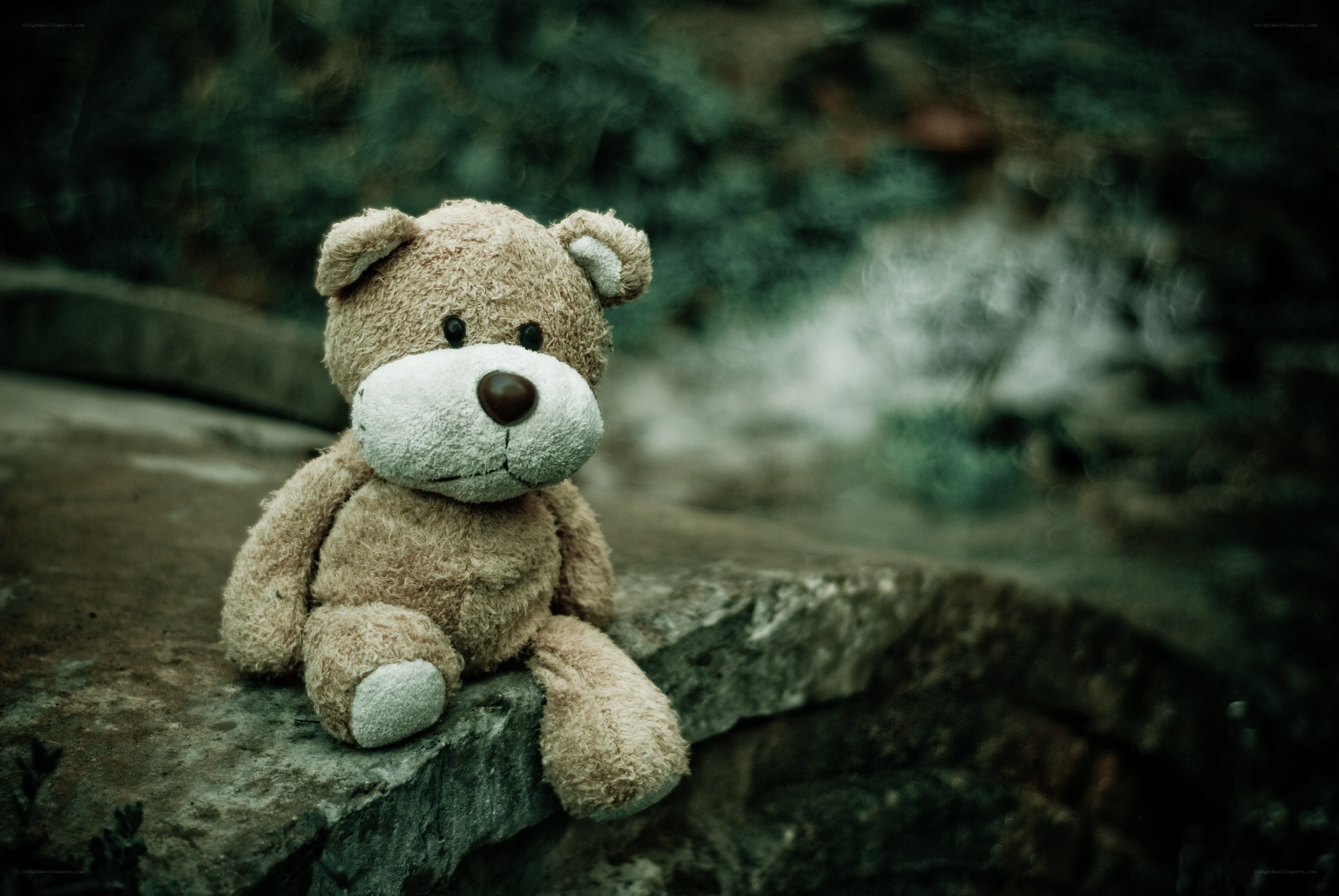 lonely teddy bear on stone
