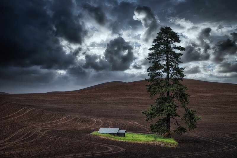Lonely Tree and Shed