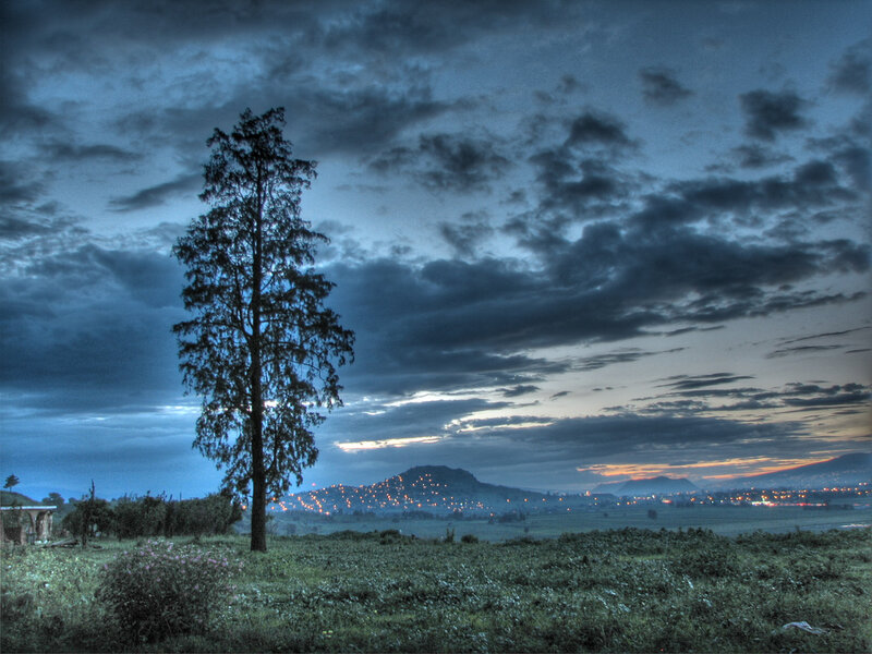 lonely tree at dusk