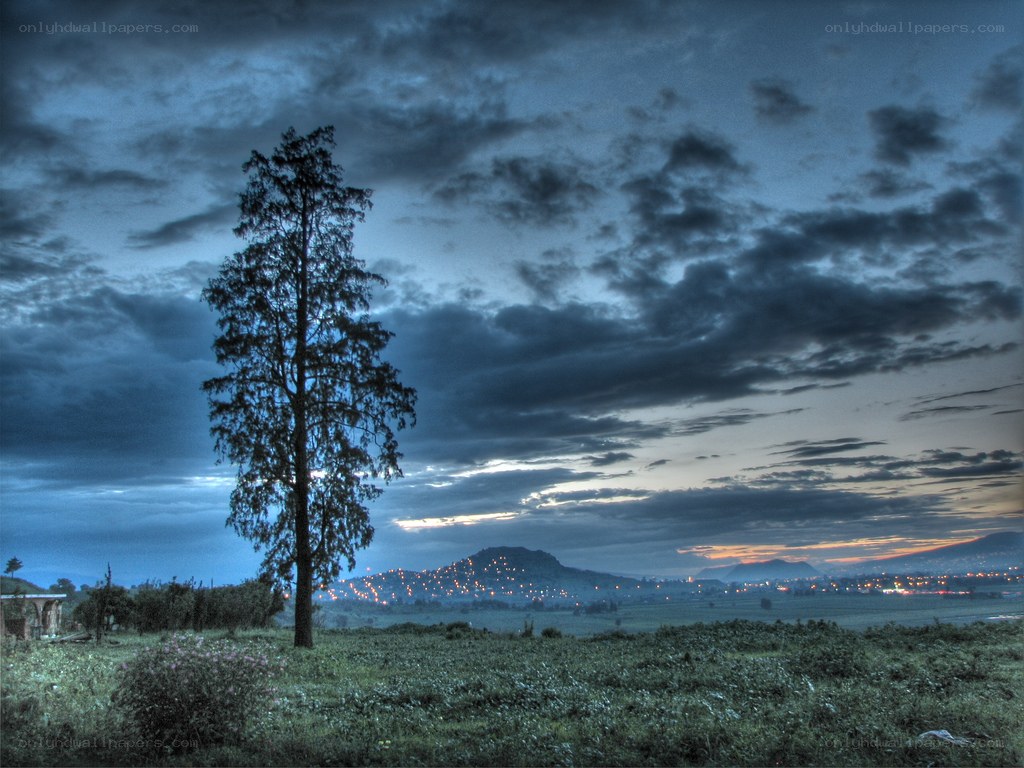 lonely tree at dusk