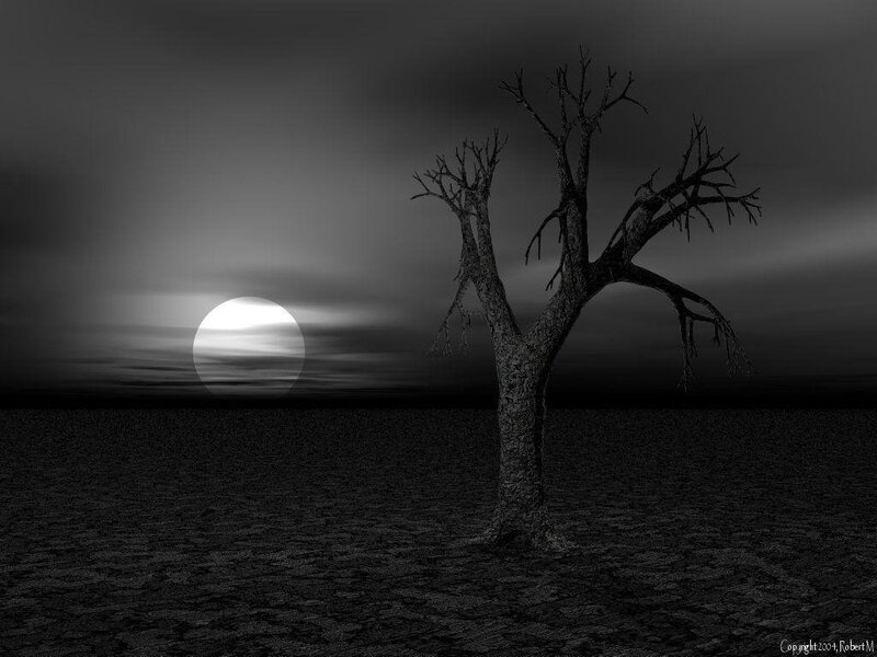 lonely tree at sunset