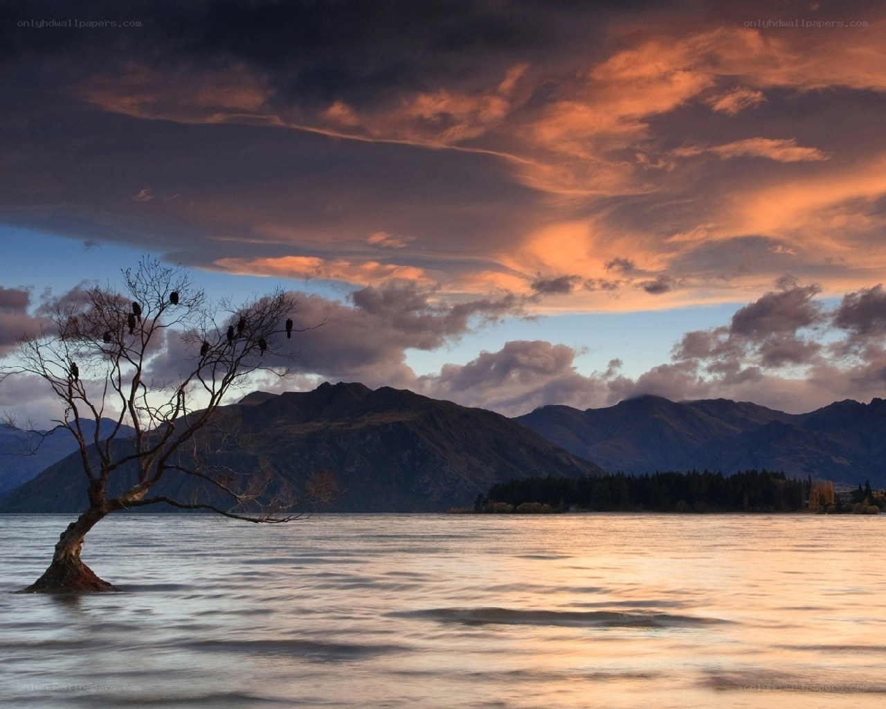 lonely tree at sunset