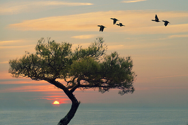 Lonely Tree at Sunset — Orange