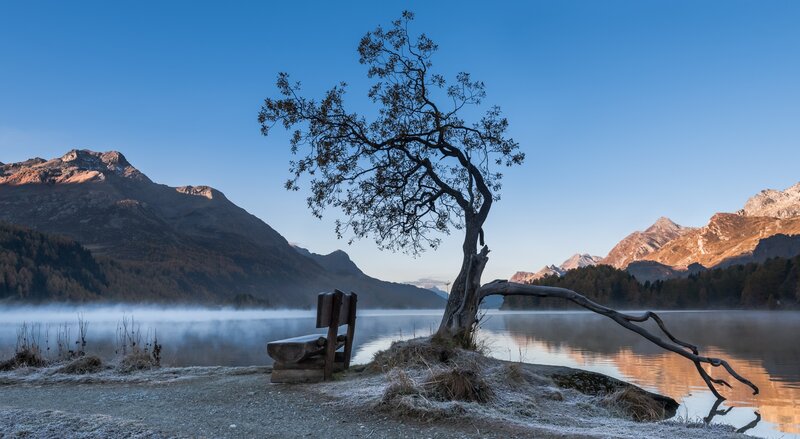 Lonely Tree by Lake — Blue