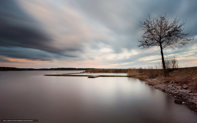 Lonely Tree by Lake — Gray
