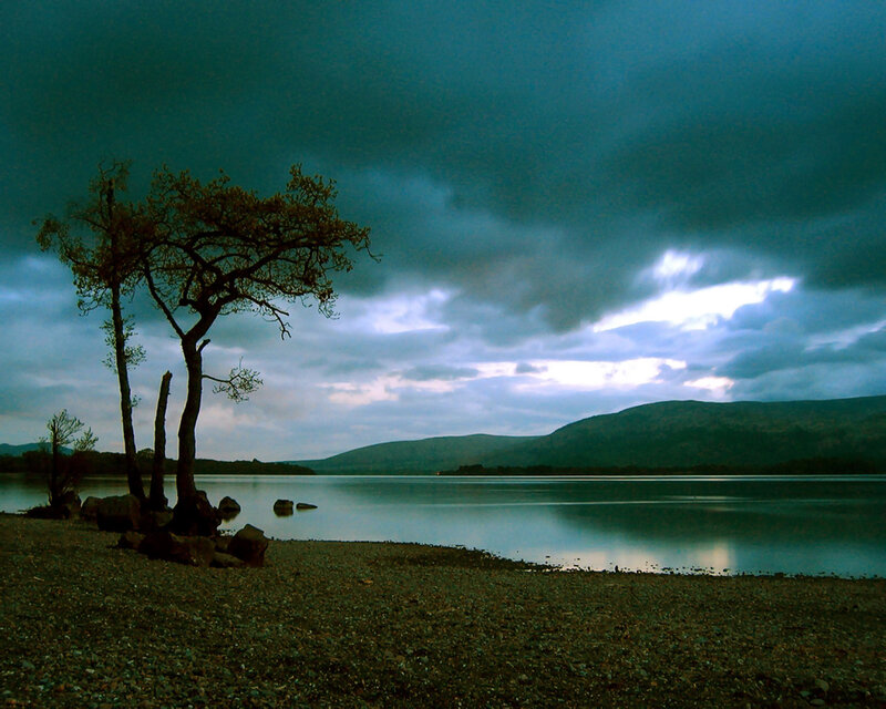 Lonely Tree by Lake