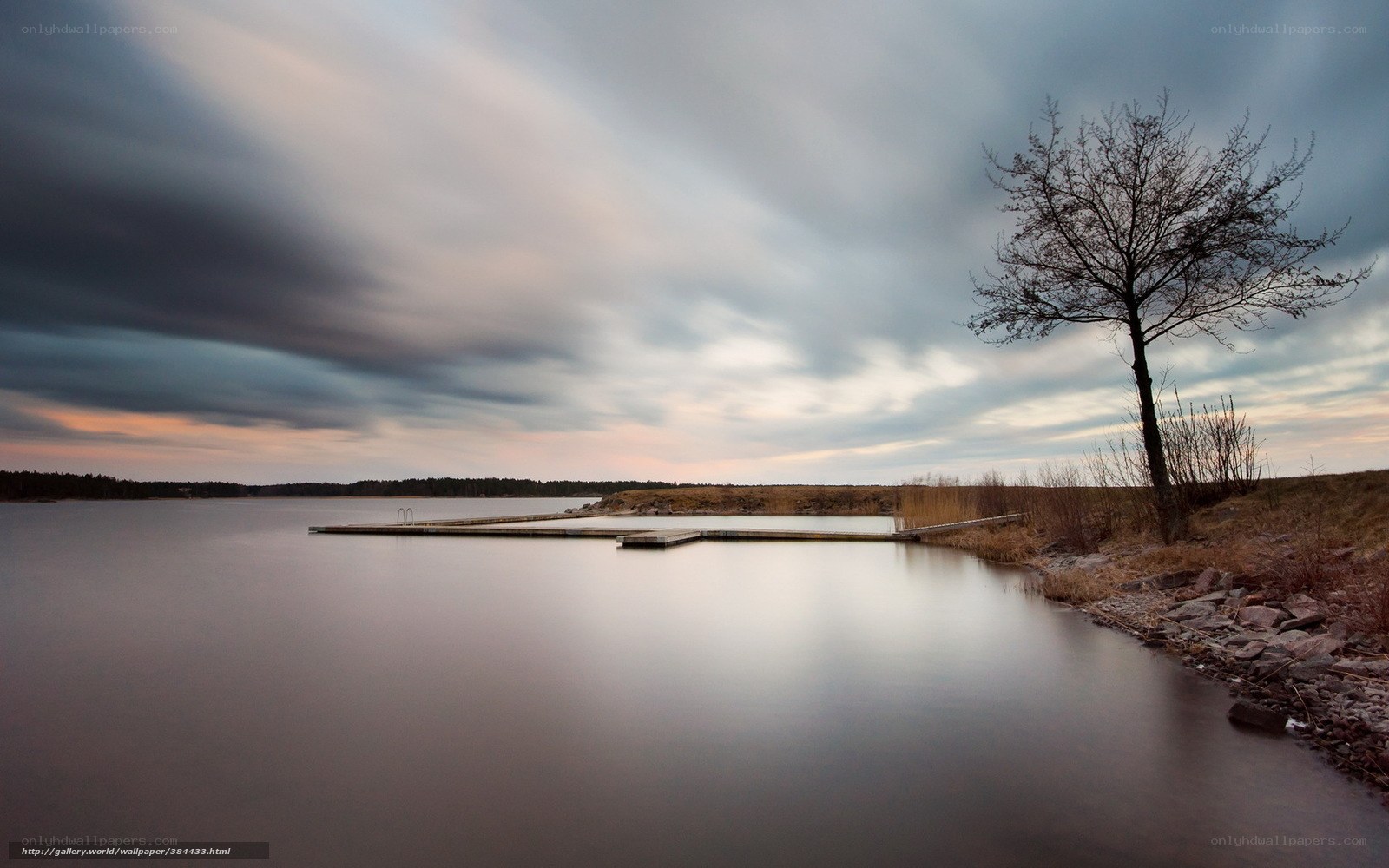 Lonely tree by the lake