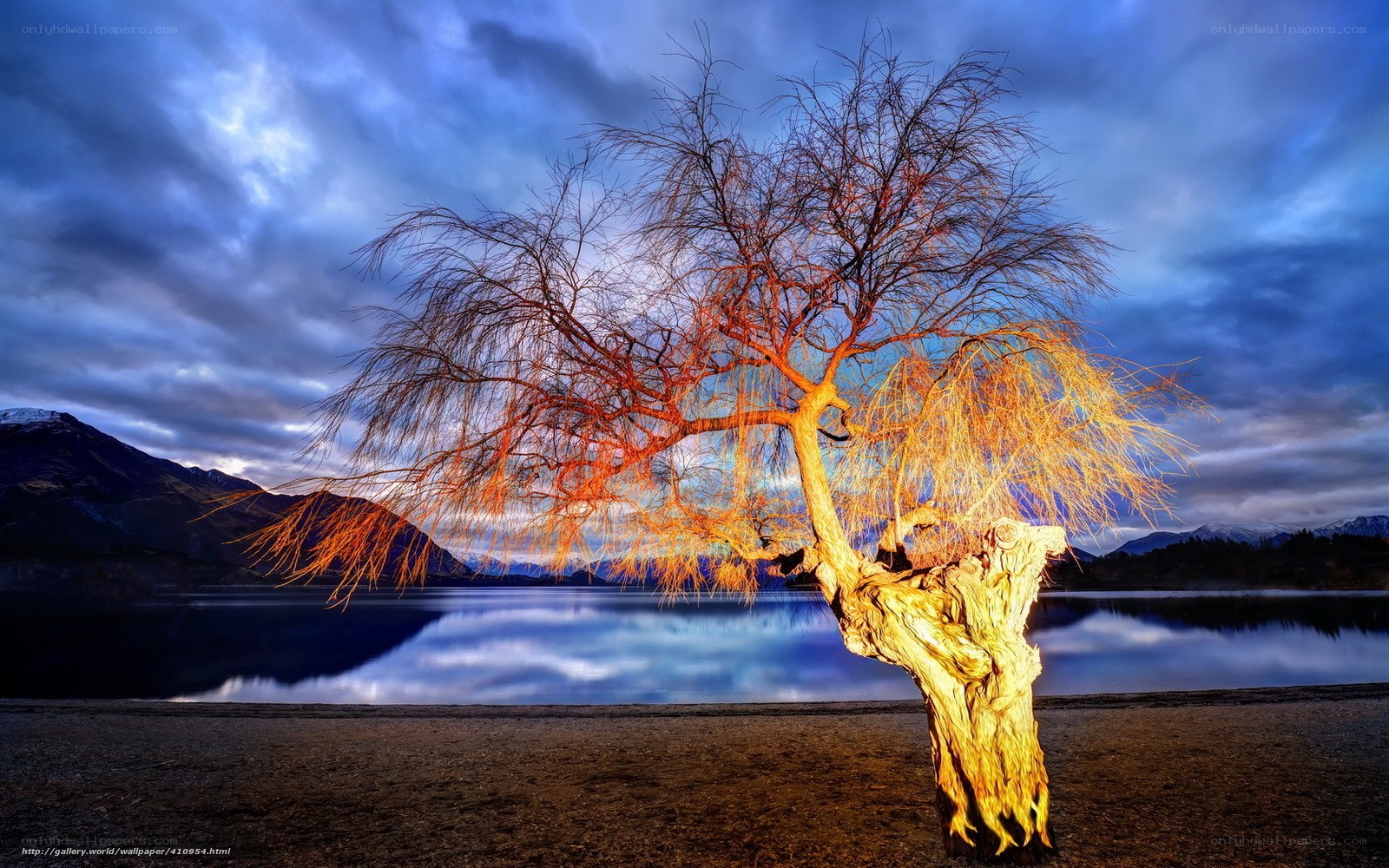 lonely tree by the lake