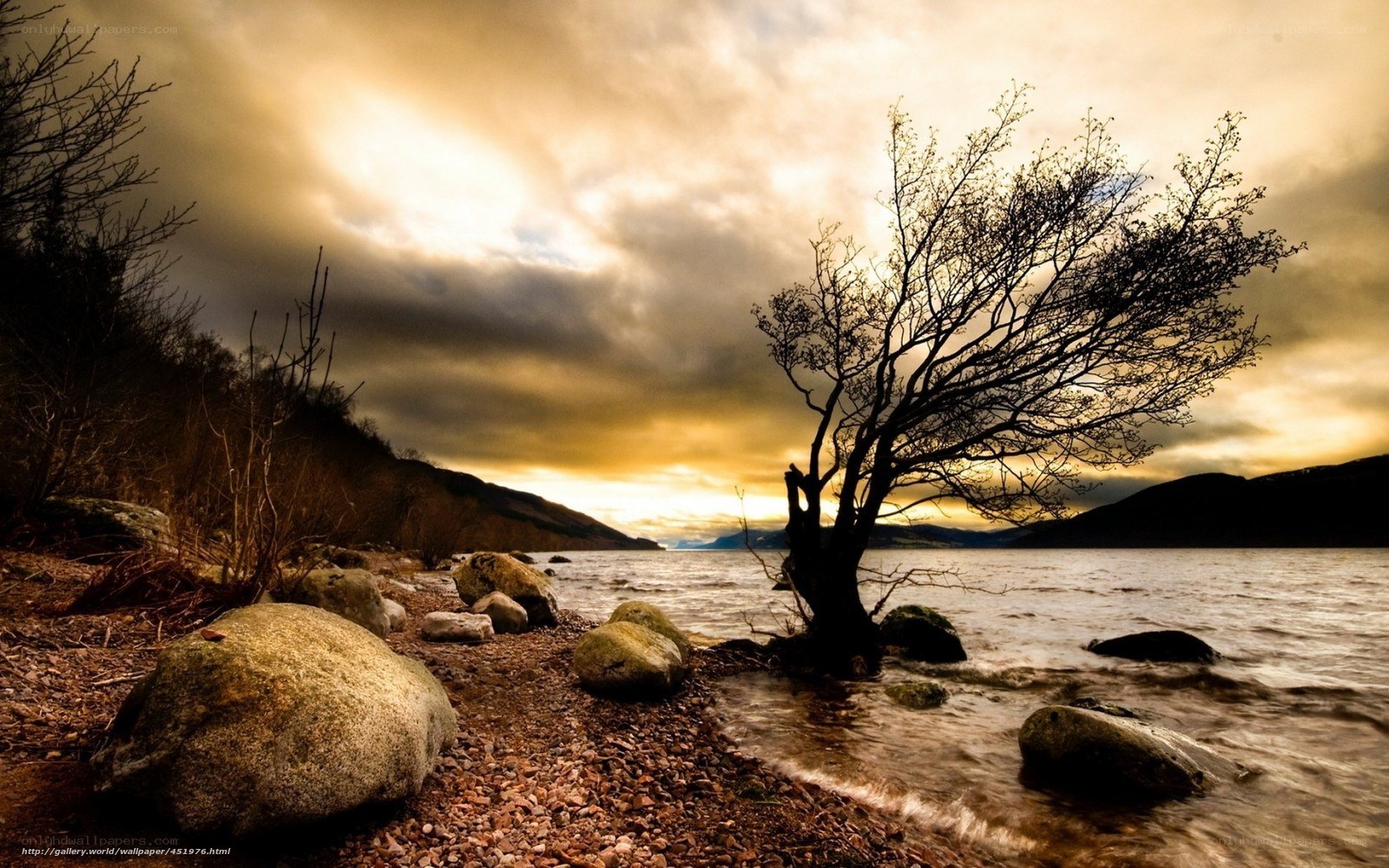 lonely tree by the lake