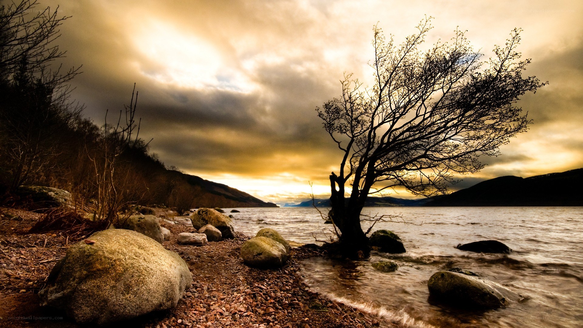 lonely tree by the lake