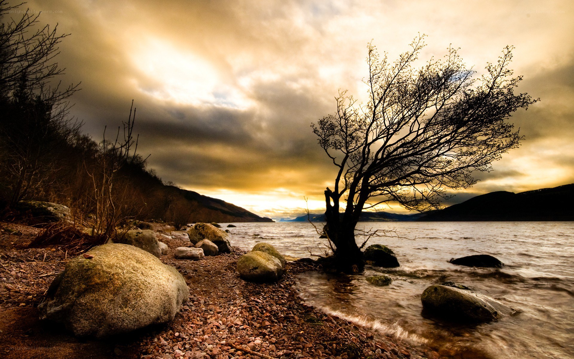 lonely tree by the lake