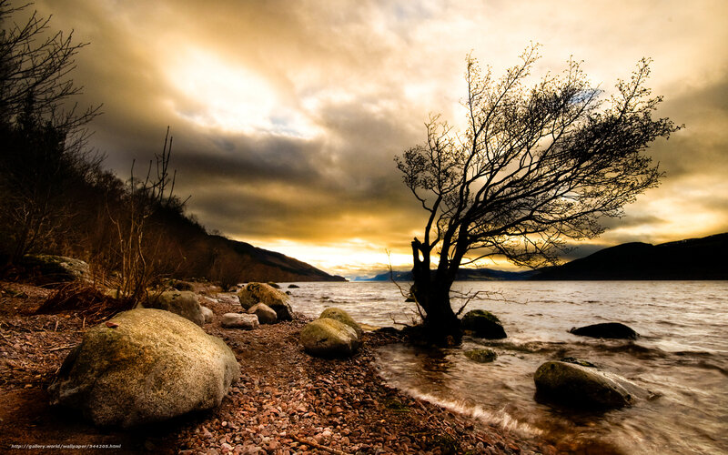 lonely tree by the lake