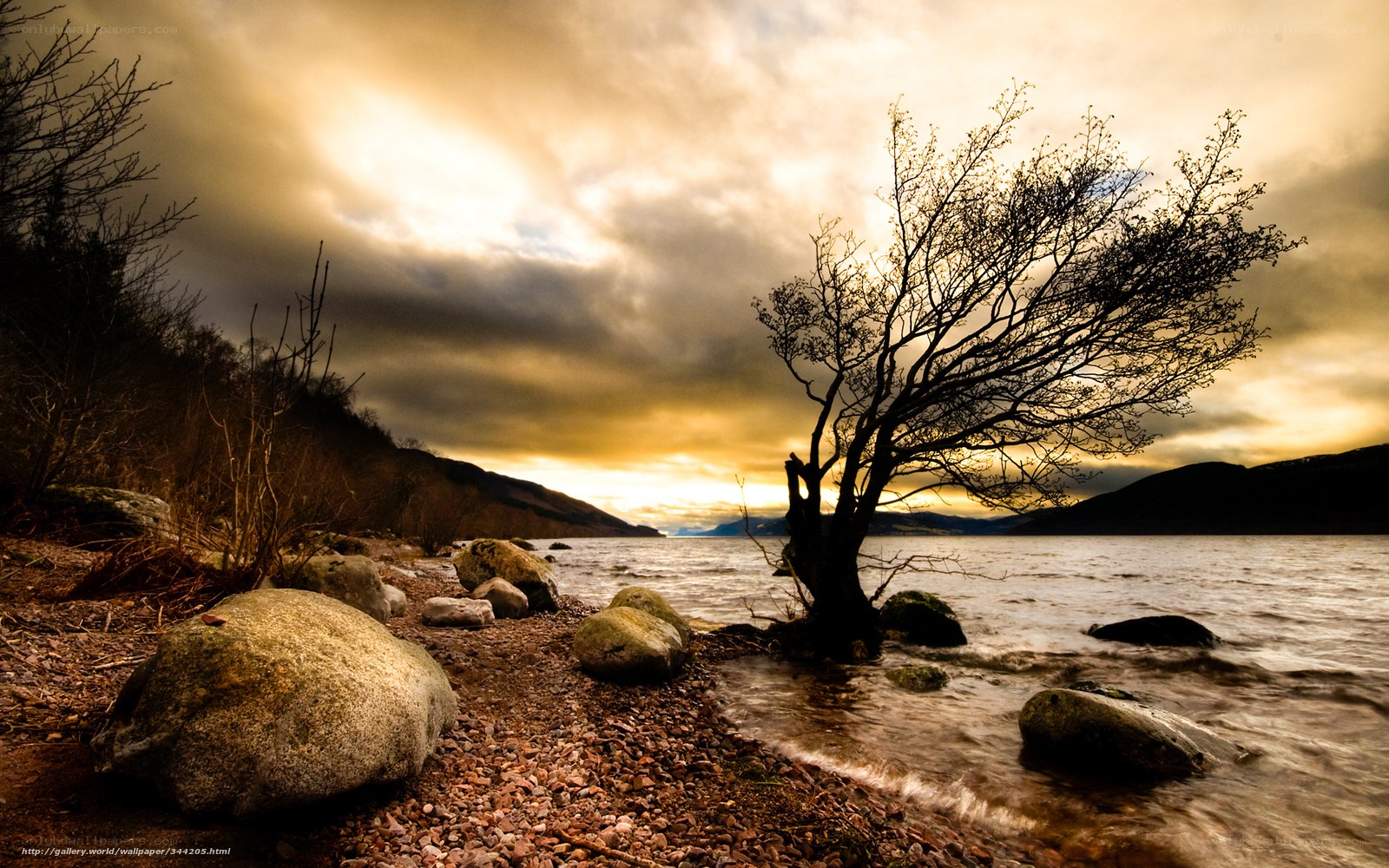 lonely tree by the lake