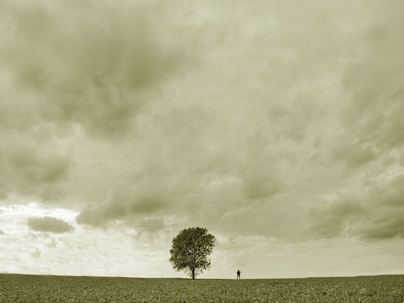 lonely tree in a field