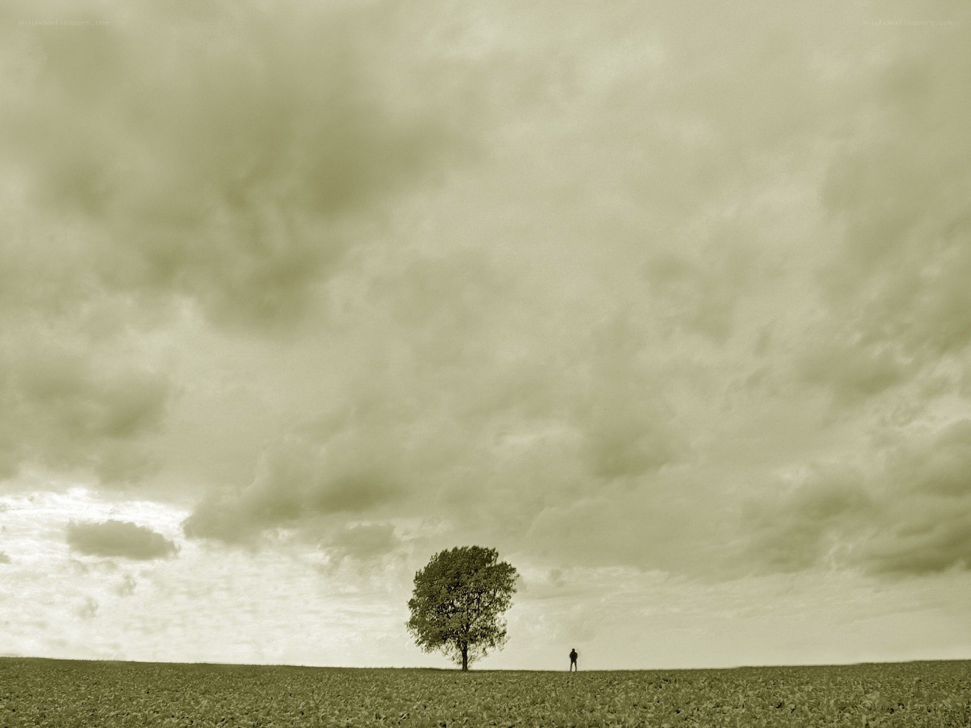 lonely tree in a field