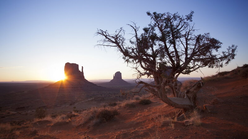 Lonely Tree in Desert — Blue