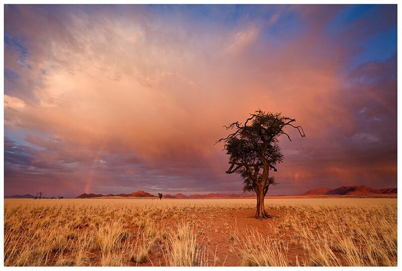 Lonely Tree in Desert